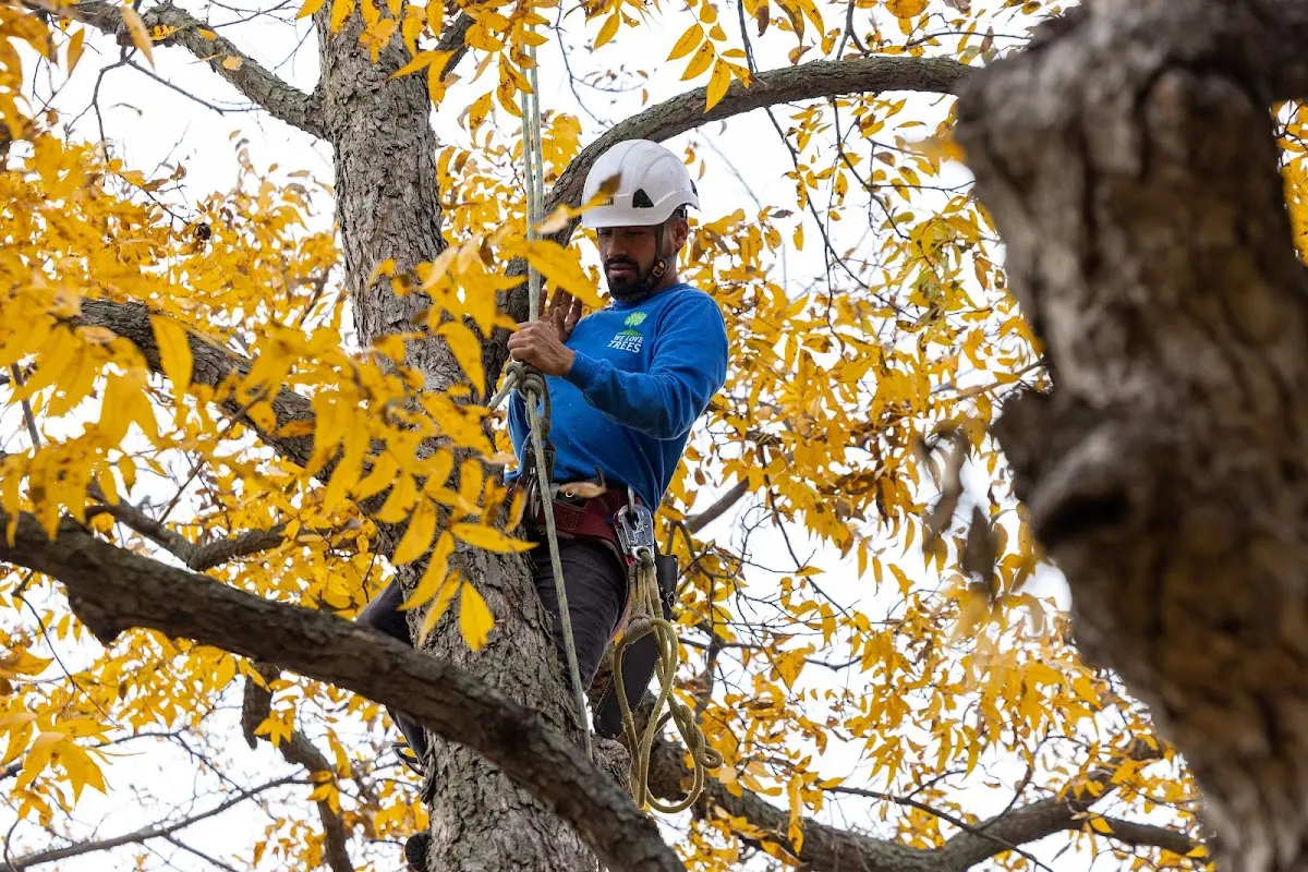 Skilled Storm Damage Cleanup crew working in Spring Park